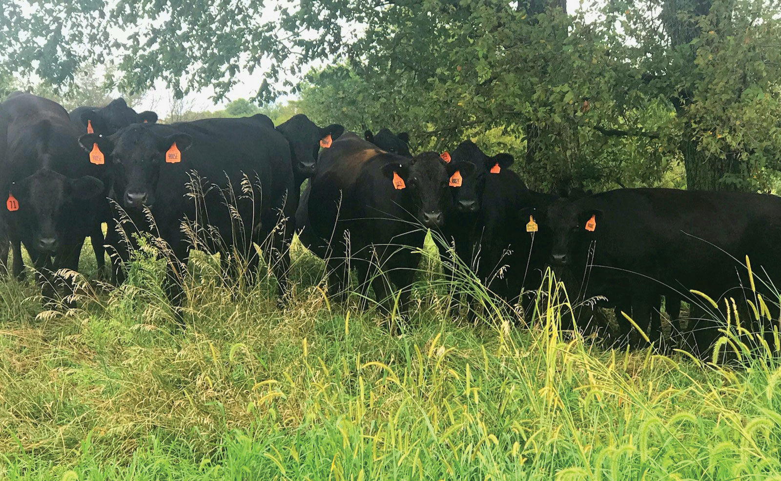 Elm Creek Beef